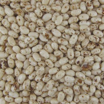 Jelly Belly Toasted Marshmallow