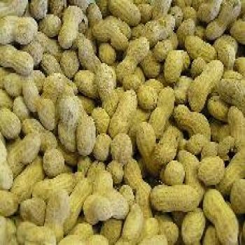 Peanuts In Shell Salted