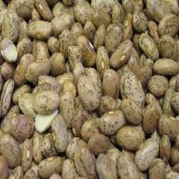 Beans - Pinto Beans