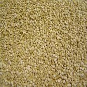 Quinoa