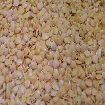 Beans - Red Lentil Beans