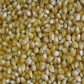 Yellow Popping Corn